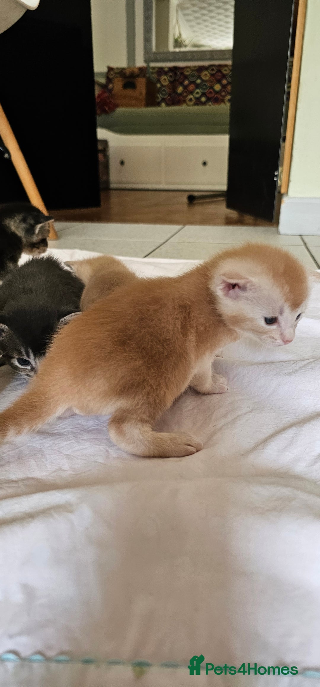 Mixed Breed cats for sale: Abyssinian x Bengal  - Image 9