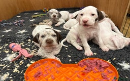 Braque du Bourbonnais dogs for sale: Braque du Bourbonnais Puppies - Image 7