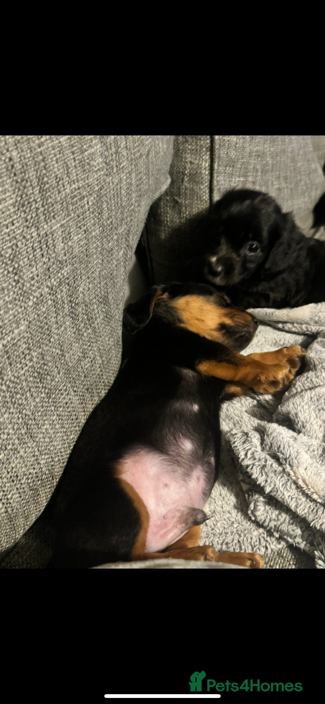 Doxiepoo dogs for sale: Doxiepoo - Image 3