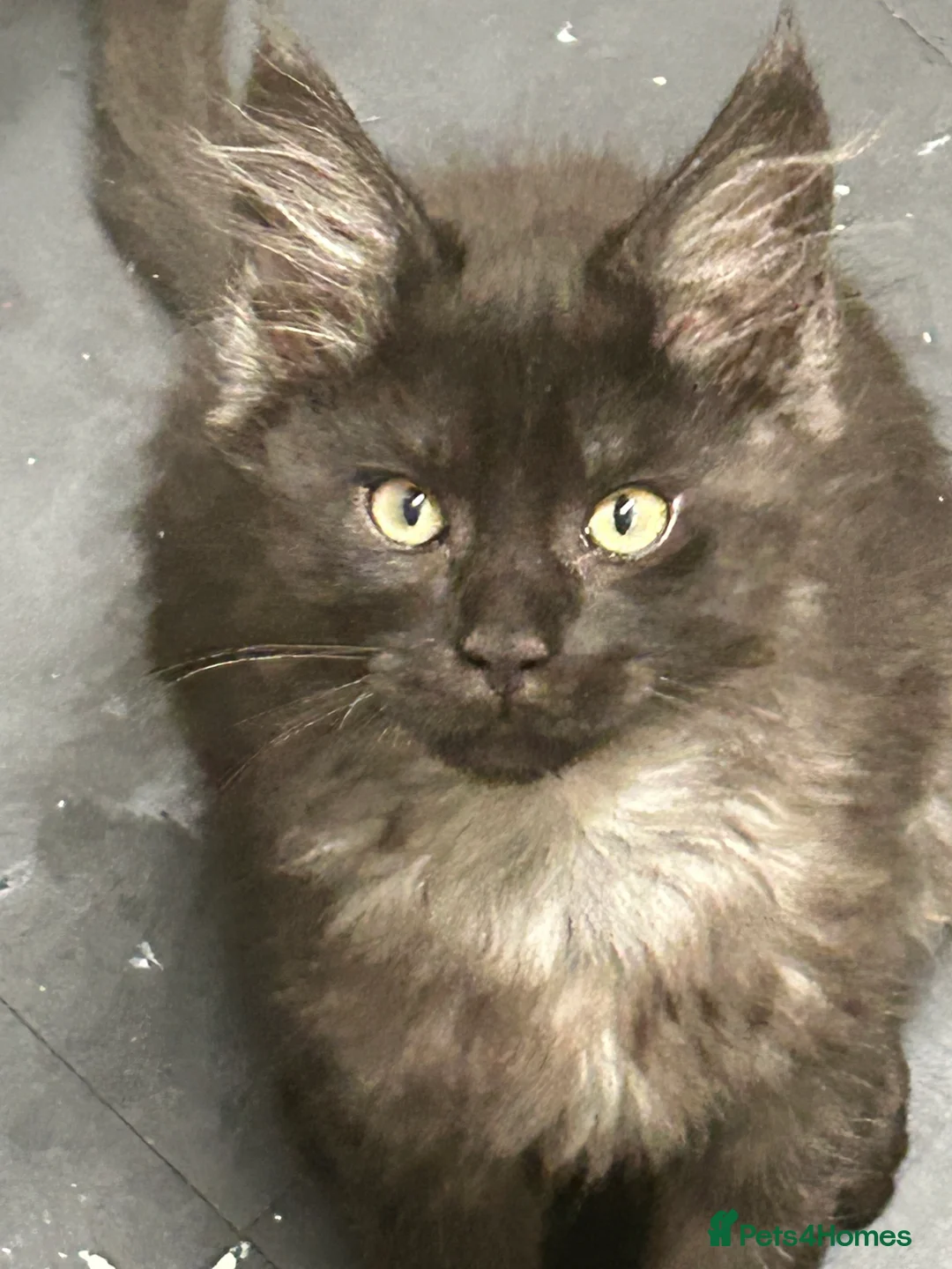 Maine Coon cats for sale:  5 BEAUTIFUL MAINECOON RUSSIAN LINE KITTENS LEFT  - Advert 2