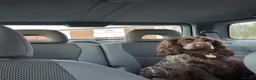 Cocker Spaniel dogs for sale: Outstanding Quality Puppies- Cocker Spaniel  in Slough - Advert 26