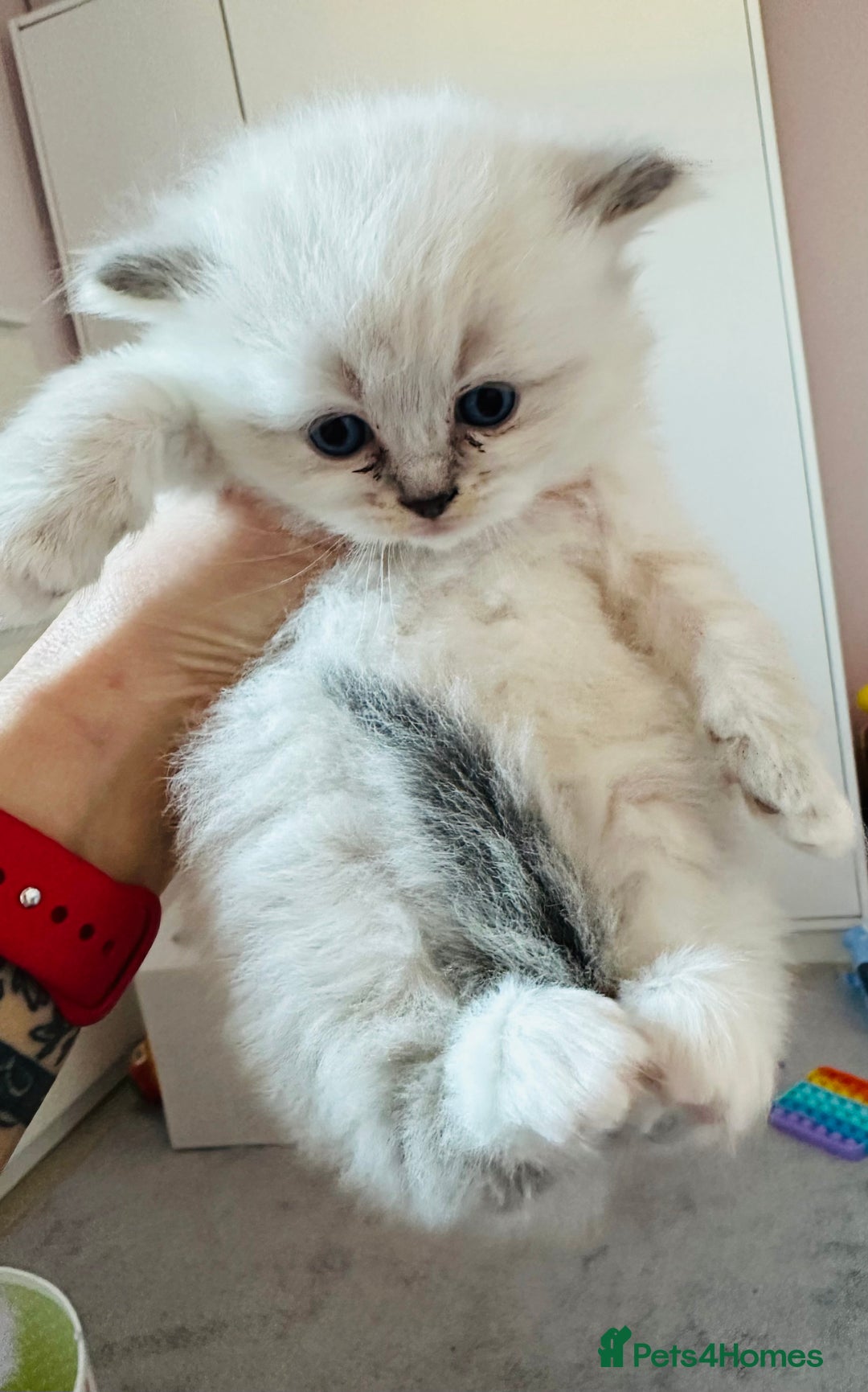 Ragdoll cats for sale: Pedigree Ragdoll kittens for sale - Advert 2