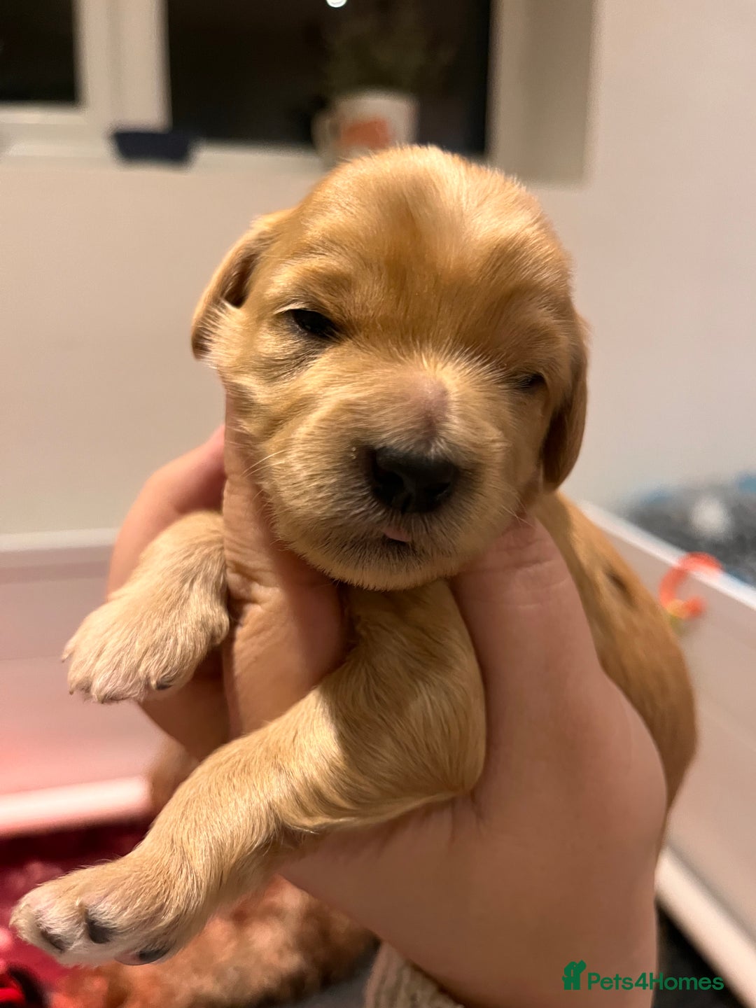 Australian Labradoodle dogs for sale: Healthy tested true Australian Labradoodle pups - Advert 4