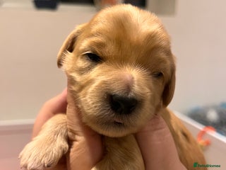 Australian Labradoodle dogs Healthy tested true Australian Labradoodle pups - Advert 13