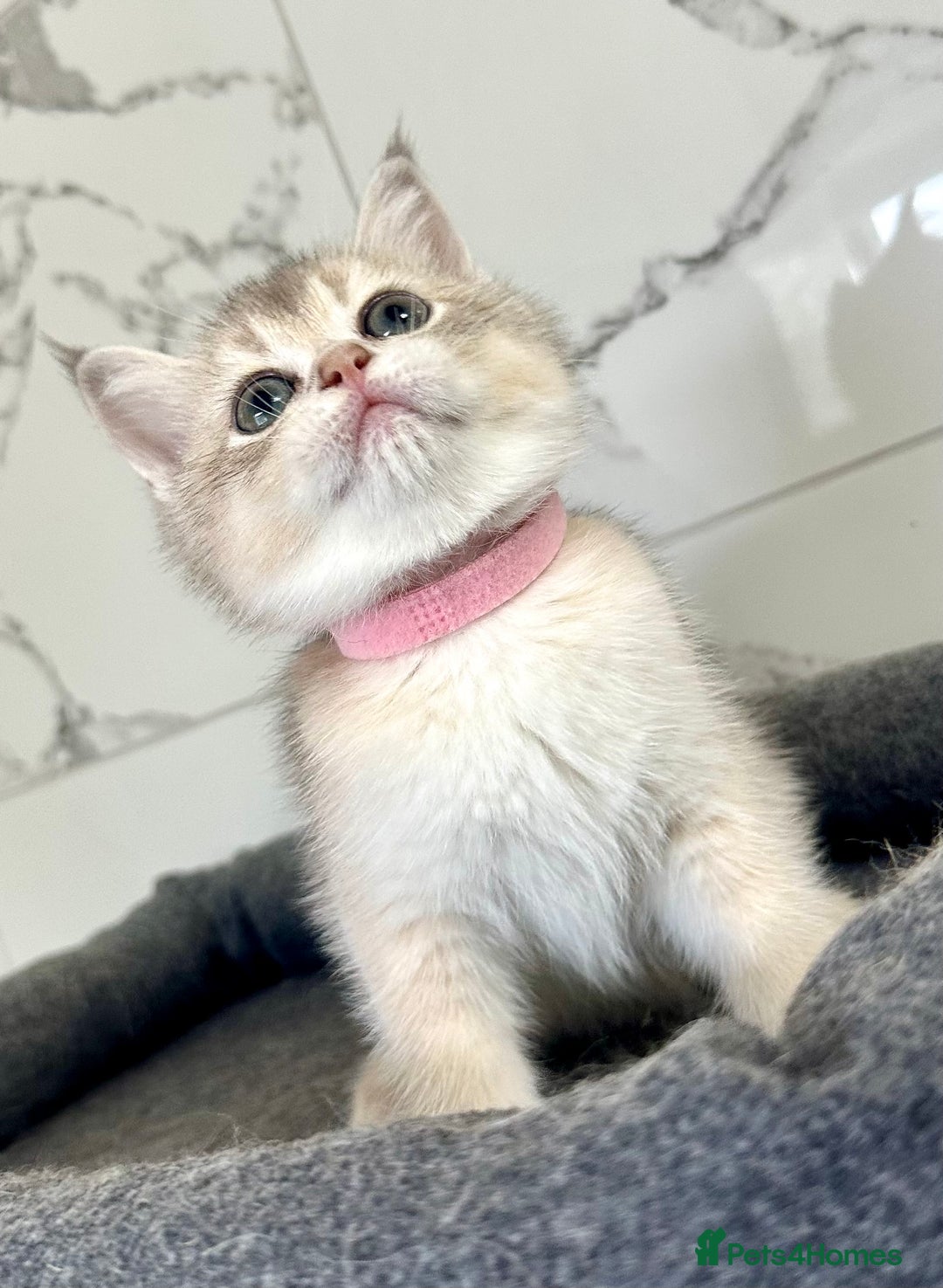 British Shorthair cats for sale: Last 2 adorable boys looking for a loving family  - Image 7