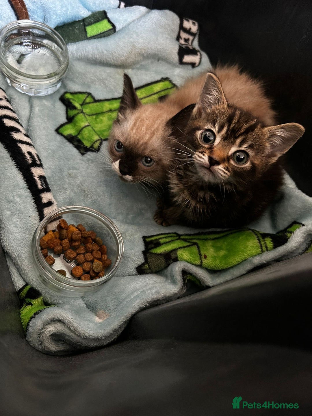 Ragdoll cats for sale: Beautiful Ragdoll Mix Kitten ready for home😻 - Image 6