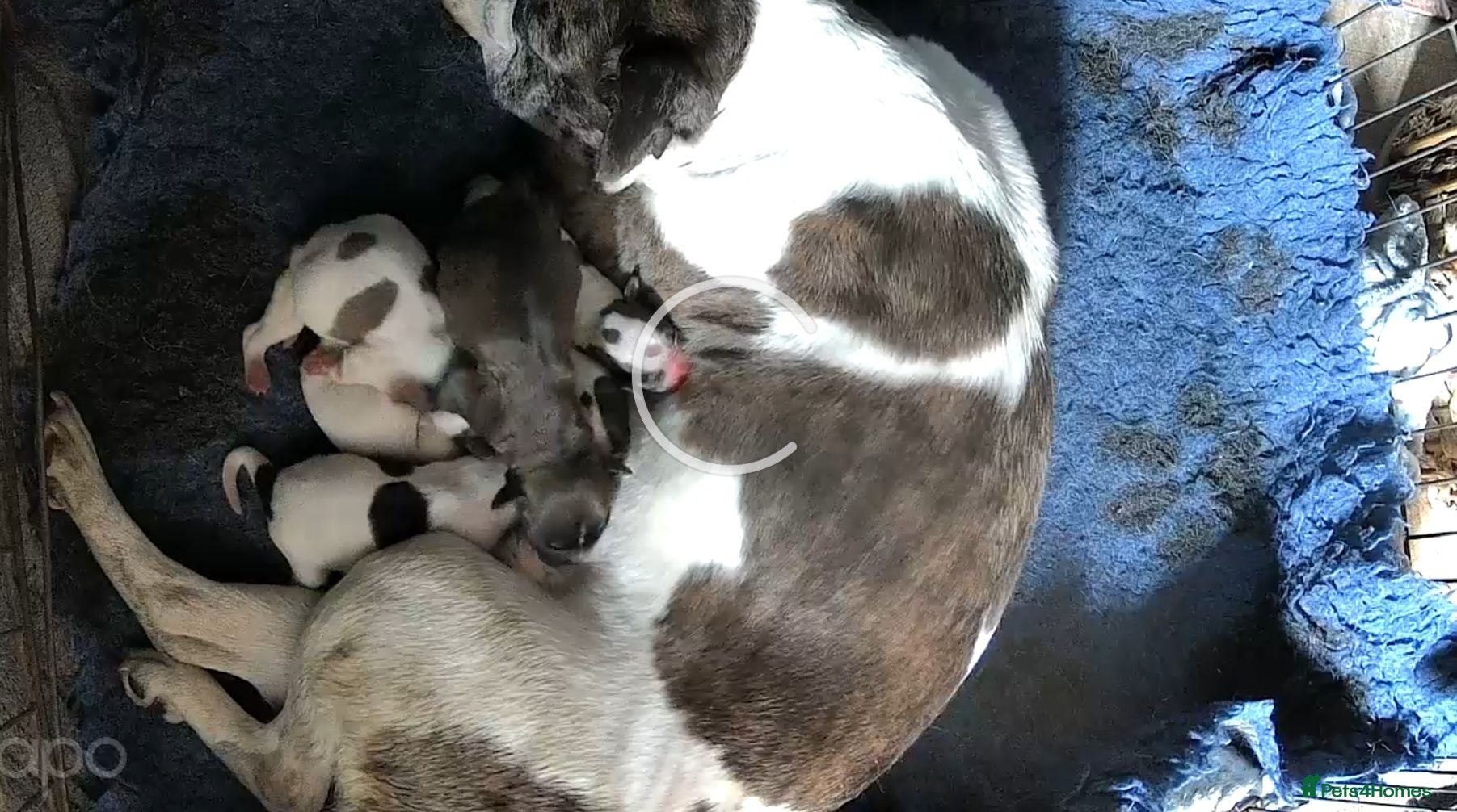 Mixed Breed dogs Terrier type aforabe puppies.  - Advert 13