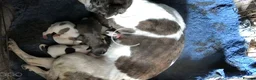 Mixed Breed dogs for sale: Terrier type aforabe puppies.  - Advert 1