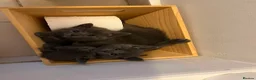 Russian Blue cats for sale: Russian blue kittens  - Advert 10