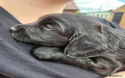 Cocker Spaniel dogs for sale: Beautiful Working Cocker Puppies - Image 12