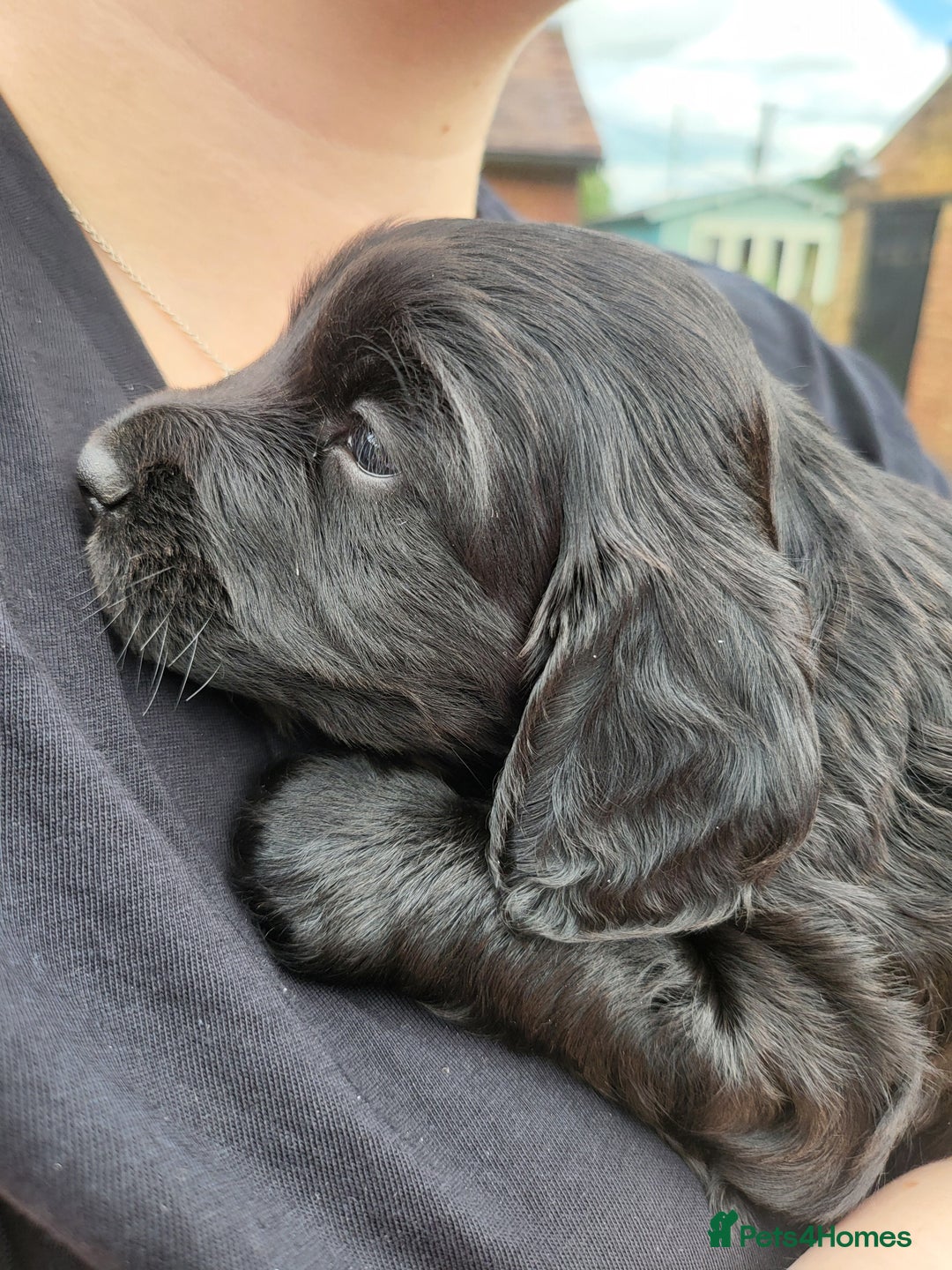 Cocker Spaniel dogs for sale: Beautiful Working Cocker Puppies - Image 12