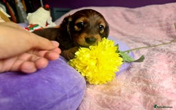 Dachshund dogs for sale: Last one beautiful long-haired dachshunds girl 😍 - Image 8