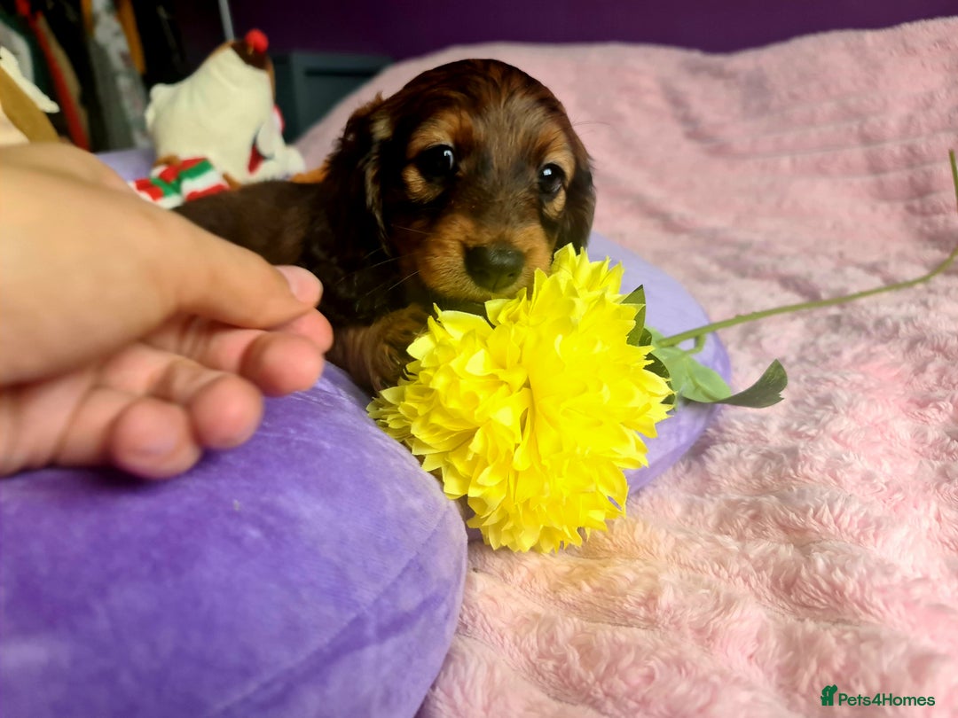 Dachshund dogs for sale: Last one beautiful long-haired dachshunds girl 😍 - Image 8