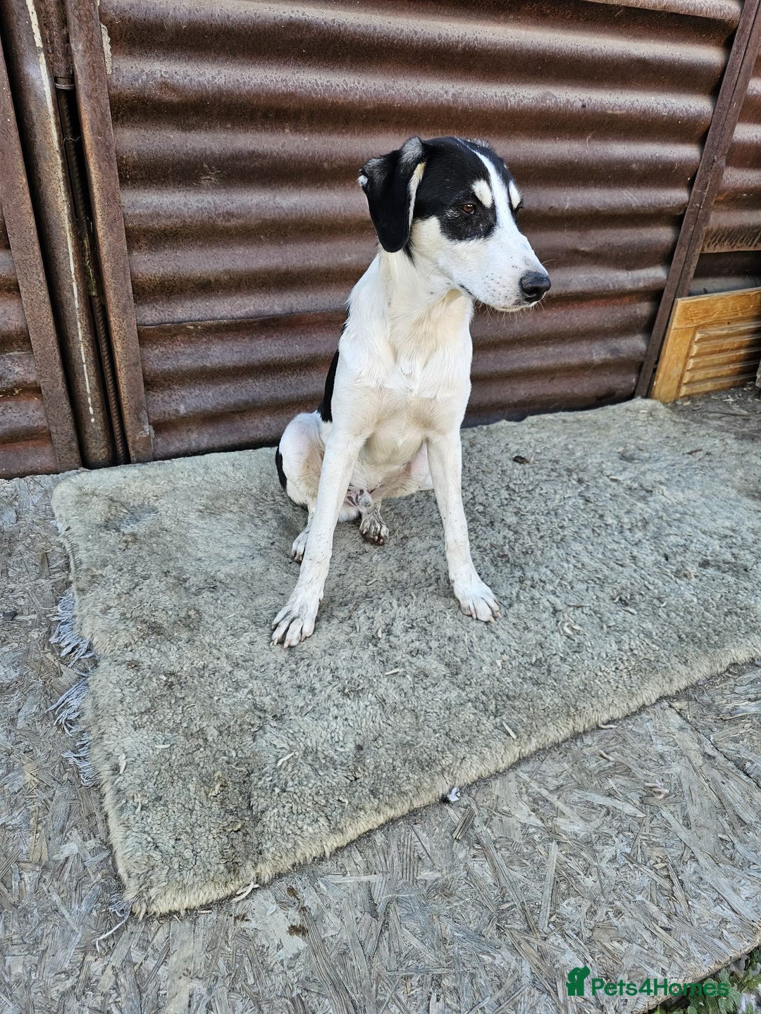 Mixed Breed dogs for adoption: OTIS - a Handsome and gentle boy for a Loving Home - Image 5