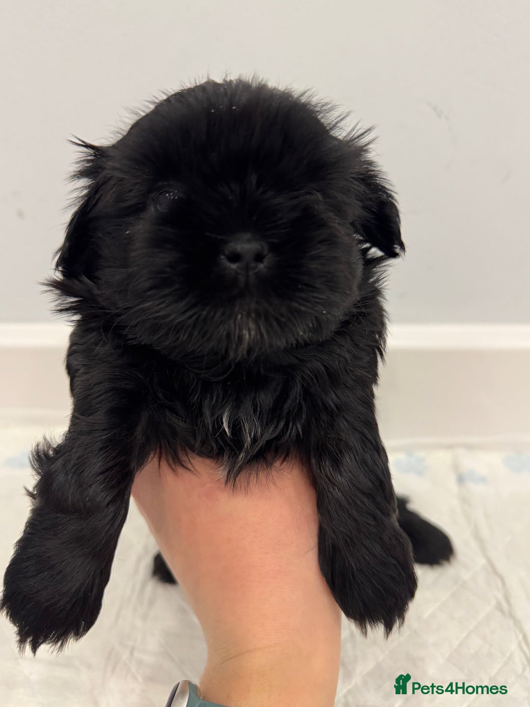 Shih Tzu dogs for sale: ✨ Exceptional Shih Tzu Puppies – Available✨ - Advert 21