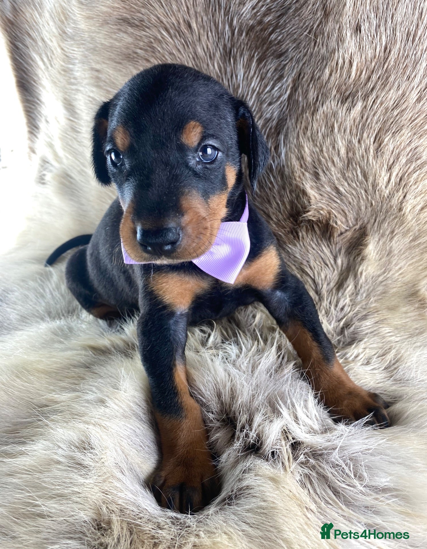 Dobermann dogs KC REGISTERED DOBERMAN PUPS - Advert 1