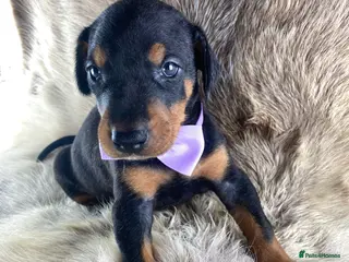 Dobermann dogs KC REGISTERED DOBERMAN PUPS - Advert 1