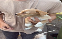 Mixed Breed dogs for sale: Jack Russell pups - Image 1