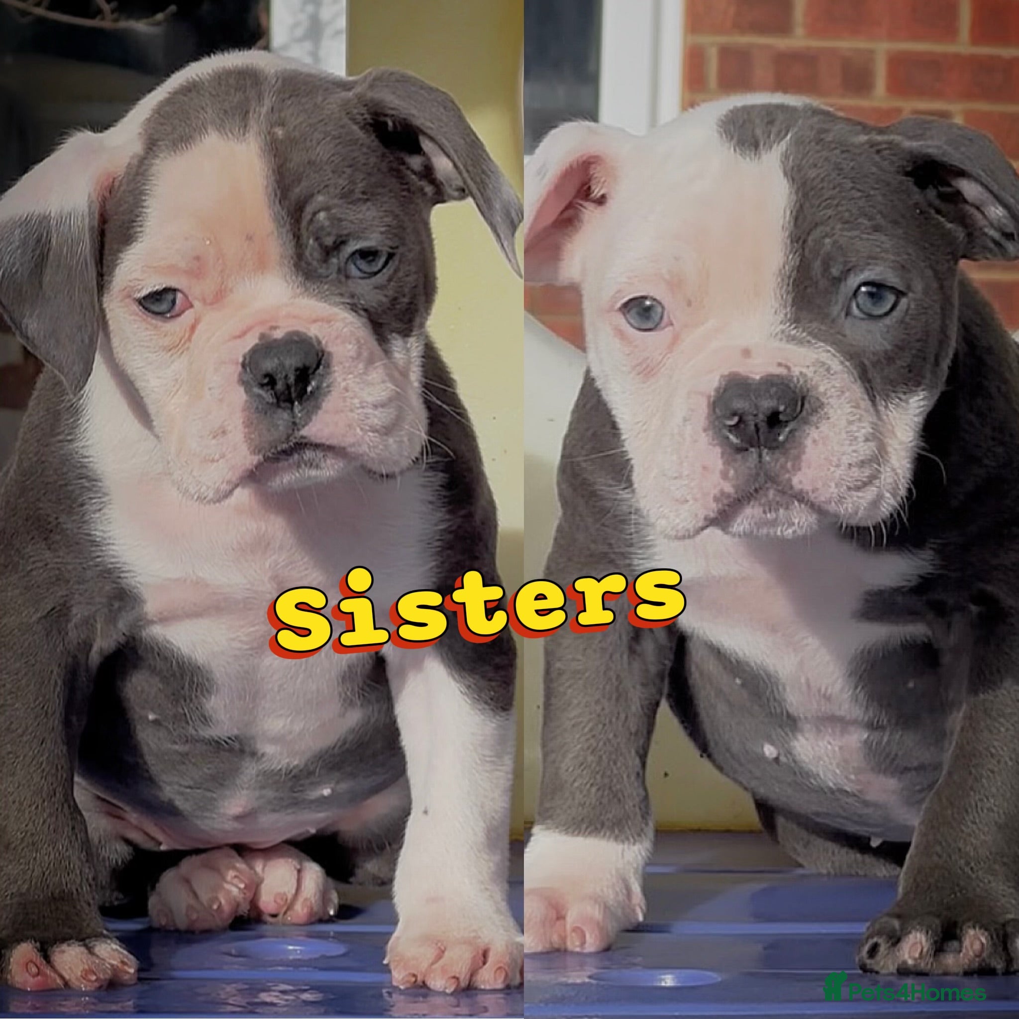 Old Tyme Bulldog dogs 23 years 5⭐️Rated Licensed professionals  - Advert 3