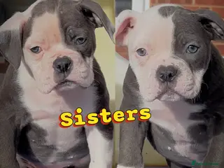 Old Tyme Bulldog dogs 23 years 5⭐️Rated Licensed professionals - Advert 3