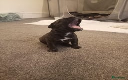 Mixed Breed dogs for sale: American pocket Corso - Image 22