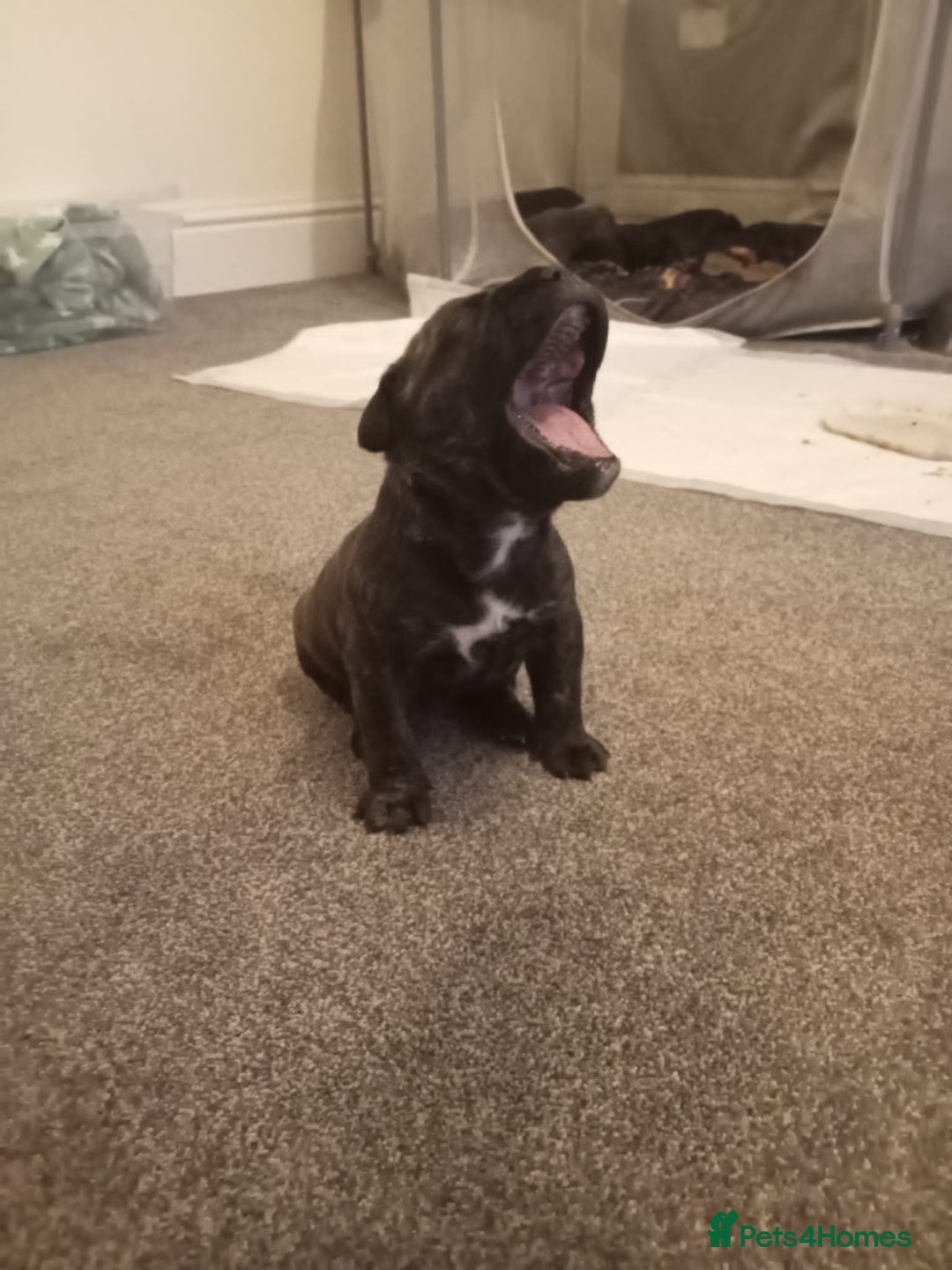 Mixed Breed dogs for sale: American pocket Corso - Image 22