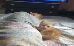 Domestic Shorthair cats for sale: Ghost tabby/ siamese - Image 5