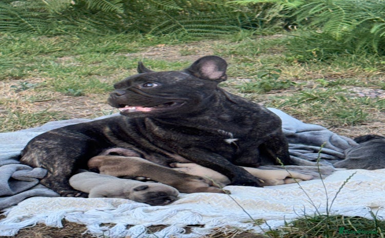 French Bulldog dogs - Advert 2