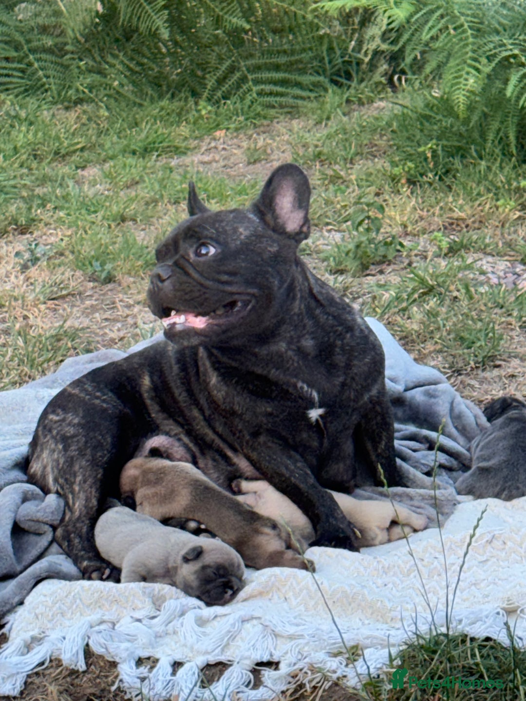 French Bulldog dogs for sale: Adorable KC registered French Bulldog puppies - Image 2