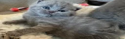 British Shorthair cats for sale: GCCF BSH Blue Kittens – Enquiries Now Open in Uckfield - Advert 5