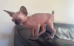 Sphynx cats for sale: Beautiful sphinx babies - Advert 16