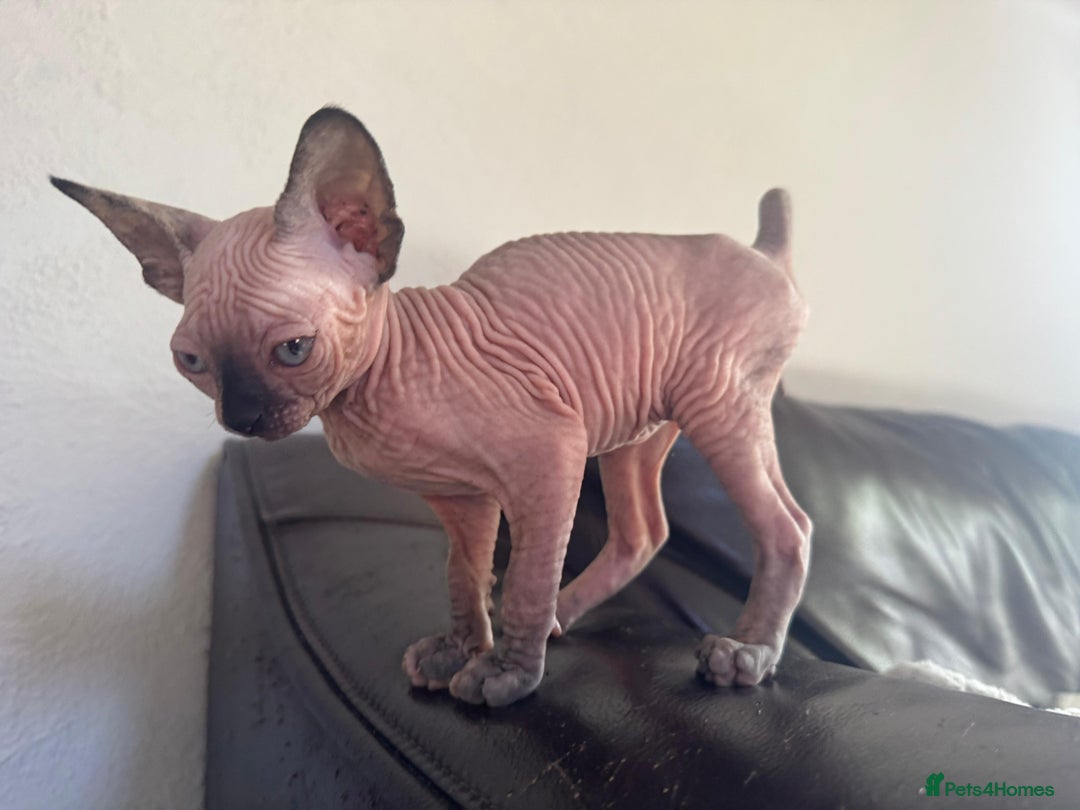Sphynx cats for sale: Beautiful sphinx babies - Advert 16