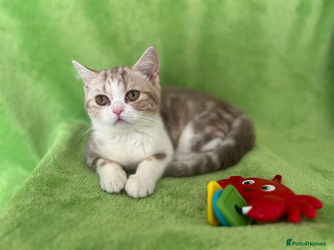 Scottish Fold cats for sale: Beautiful Scottish fold baby’s  in Reading - Image 22