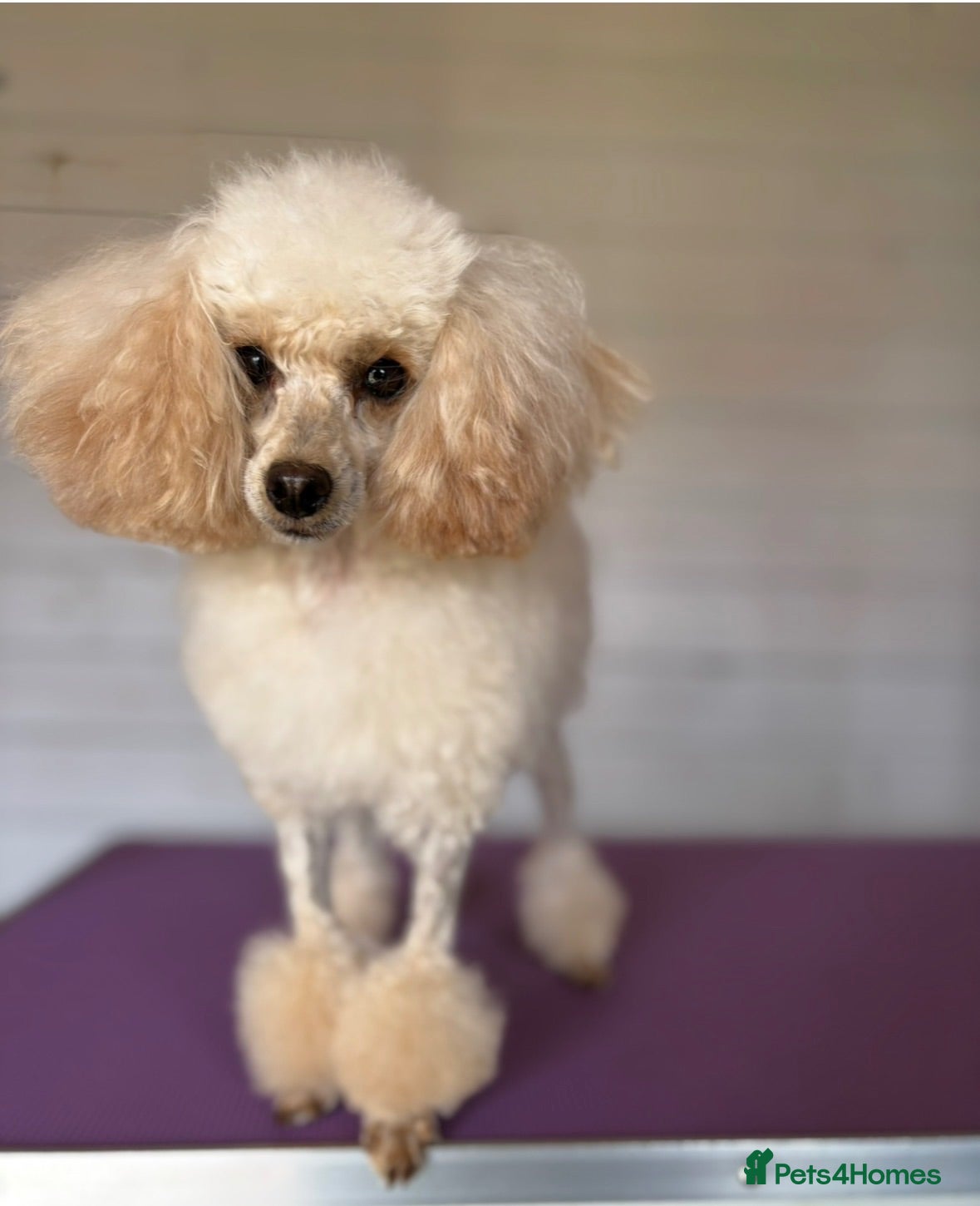 Toy Poodle dogs Exquisite Asian Toy Poodle  - Advert 4