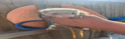 Ferret rodents for sale: Baby ferrets for sale in Bristol - Advert 4