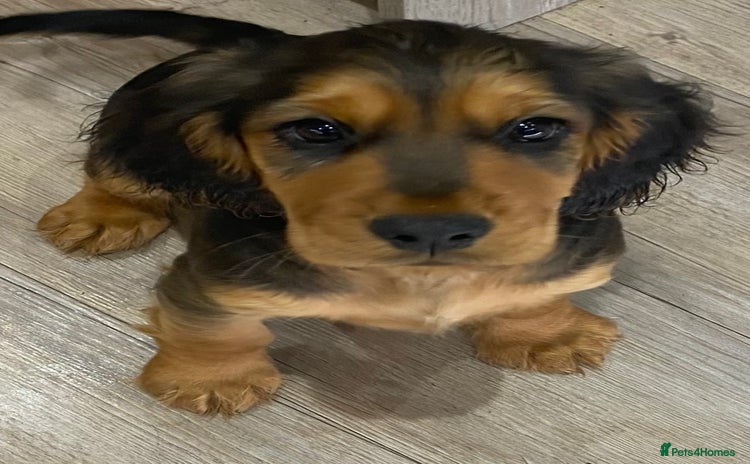 Cocker Spaniel dogs - Advert 7