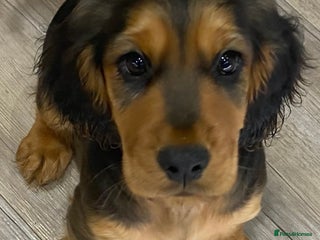 Cocker Spaniel dogs - Advert 24