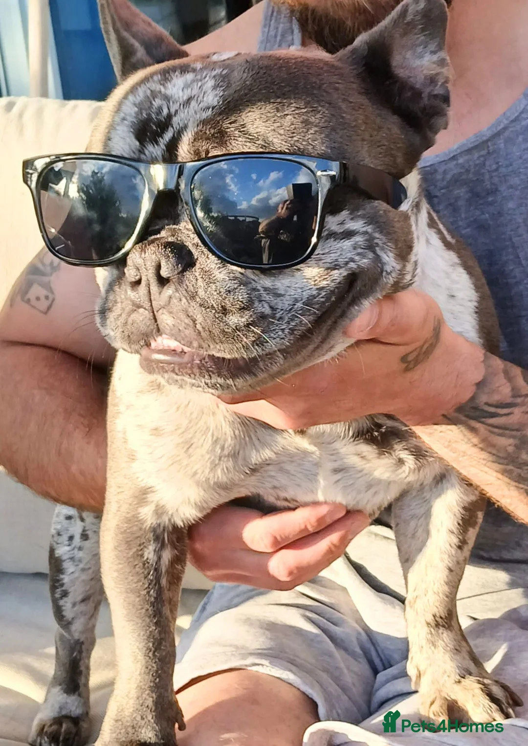 French Bulldog dogs for sale: Male Blue Merle frenchie - Advert 3