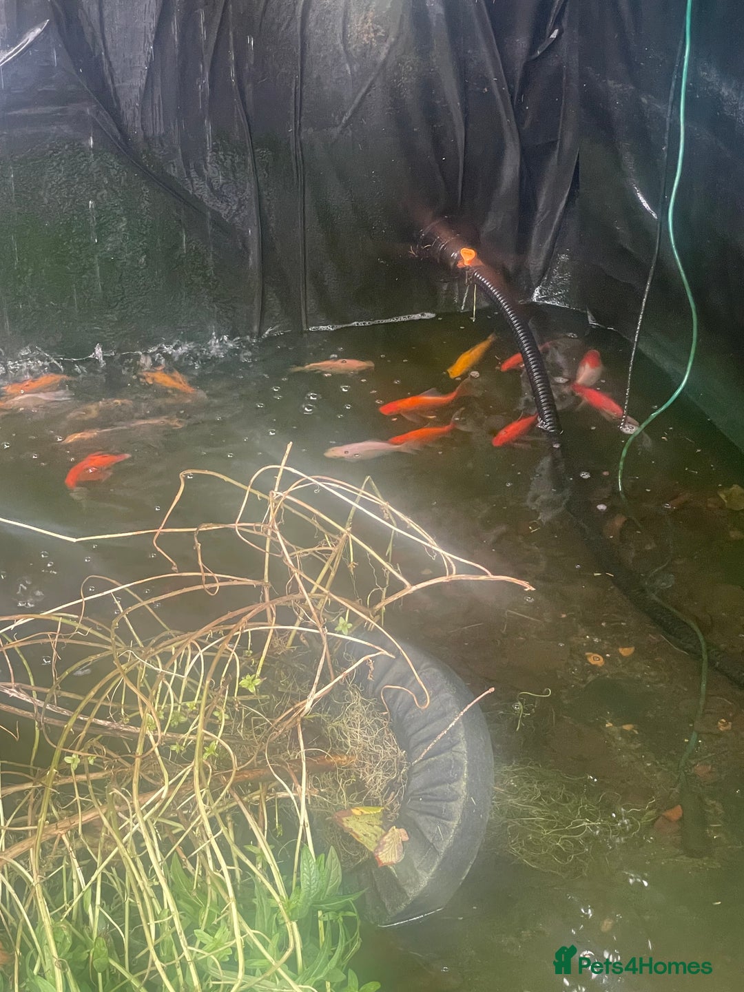 Goldfish fish for sale: Pond fish for sale - Image 2