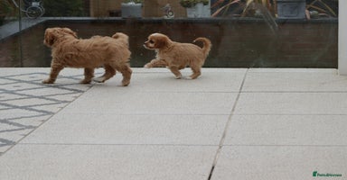 Cavapoo dogs - Advert 2