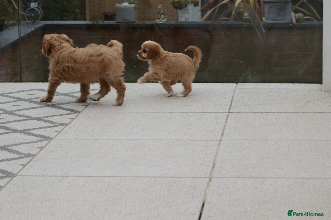 Cavapoo dogs for sale: F1 Cavapoo puppies for sale - Image 2
