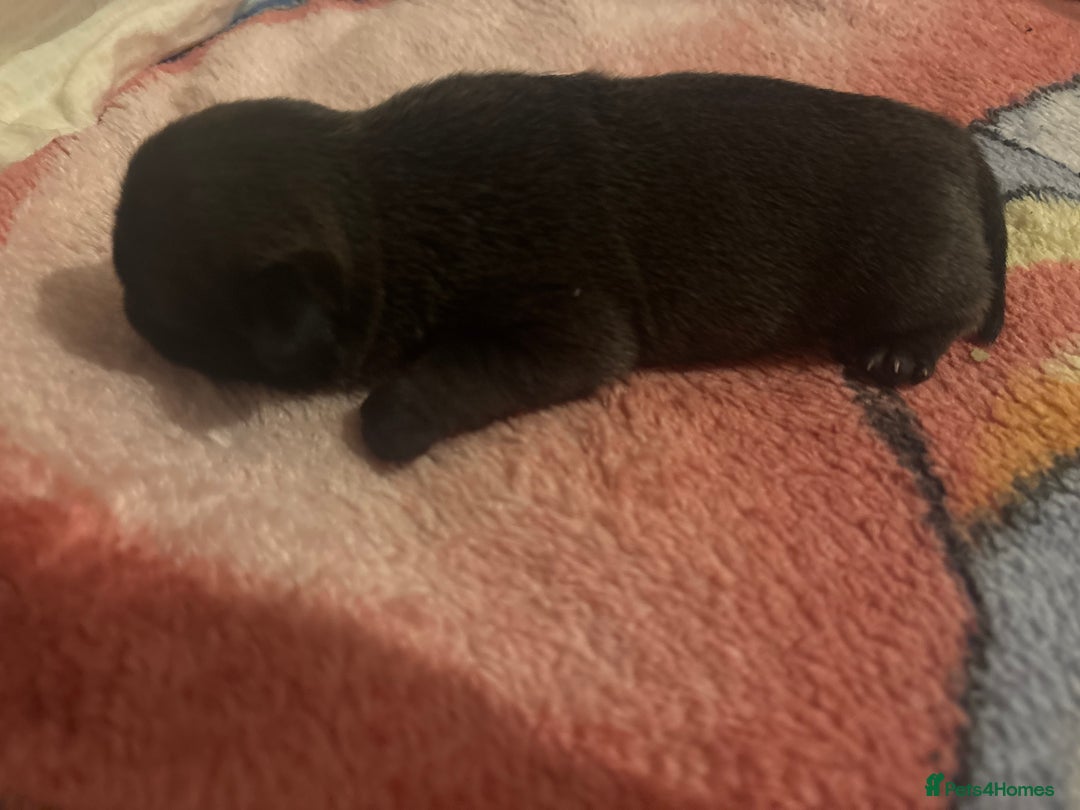 Pug dogs for sale: KC reg pug puppies  - Advert 9