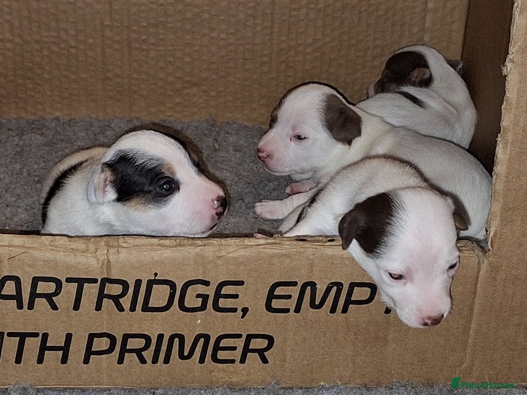 Jack Russell dogs for sale: Jack Russell Puppies  - Advert 2
