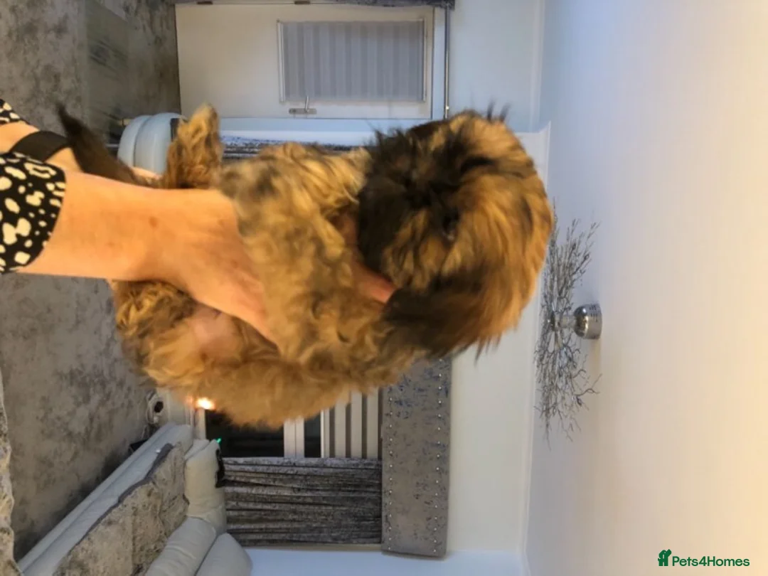Shih Tzu dogs for stud: Shih tzu stud (Proven) not for sale in Glasgow - Advert 5