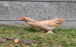 Chickens poultry for sale: Young Friendly Pekin Bantams, free to a good home - Image 2