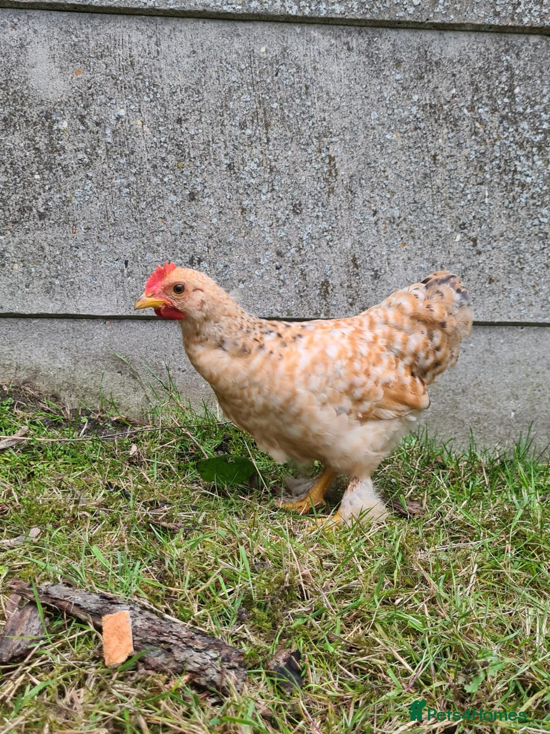 Chickens poultry for sale: Young Friendly Pekin Bantams, free to a good home - Image 2