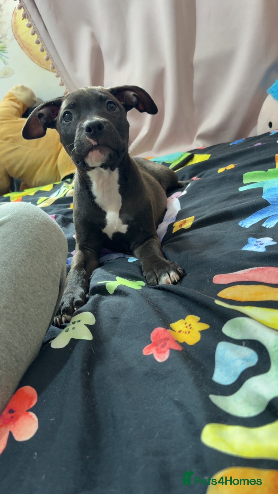 Mixed Breed dogs for sale: Both ready to leave now!   - Image 26