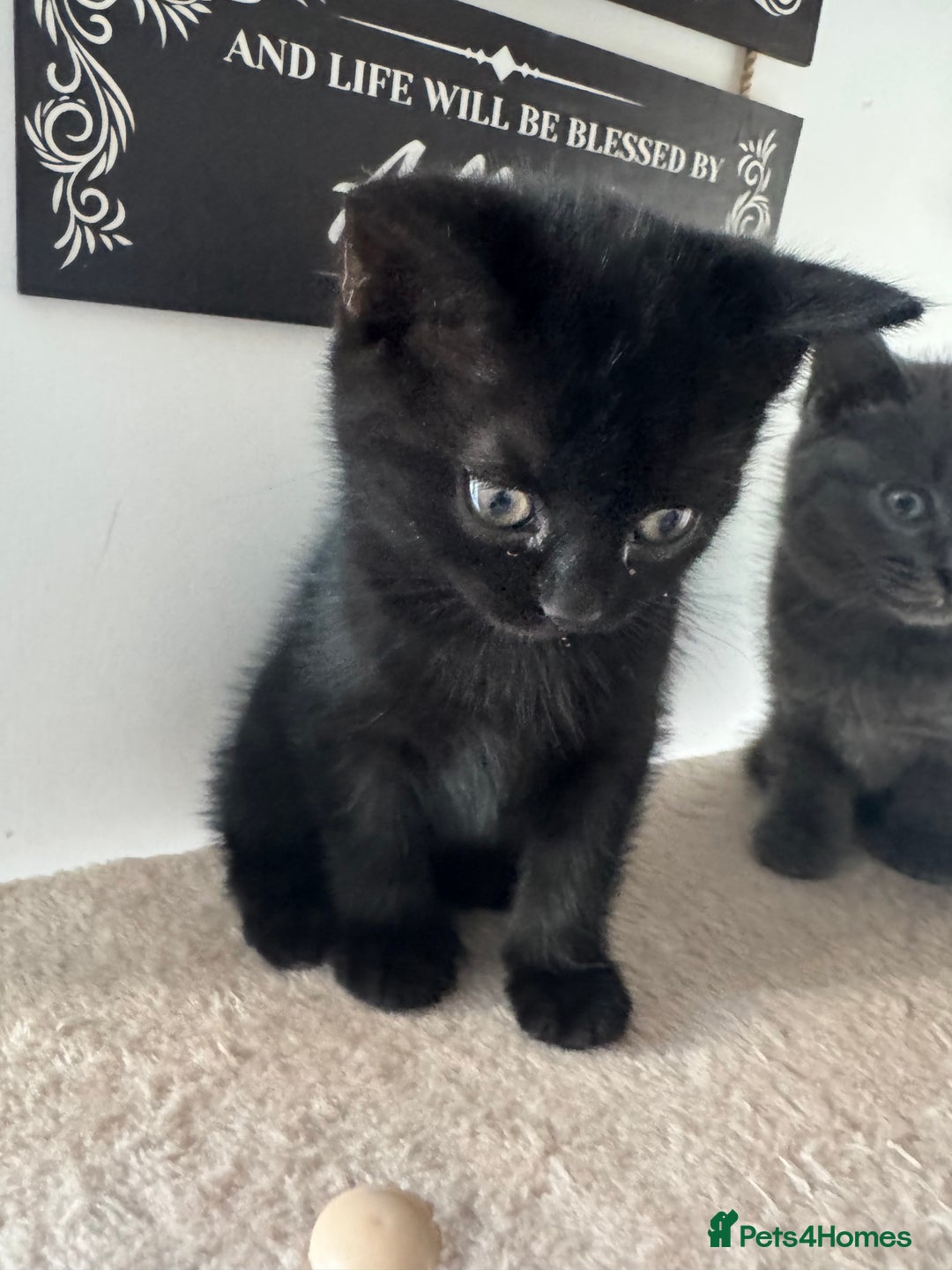 British Shorthair cats for sale: lovable - Advert 10