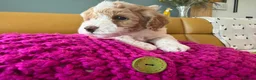 Poochon dogs for sale: Beautiful Poochon Puppies - Advert 2