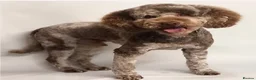 Cavapoo dogs for sale: Health tested F1 Cavapoo puppies - Advert 19